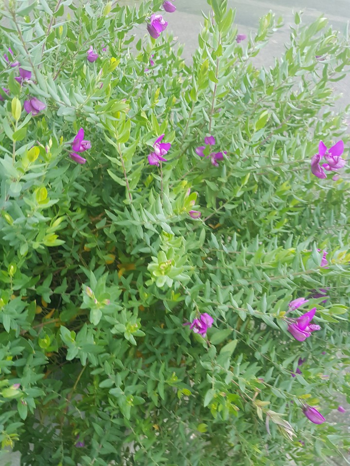 flowers