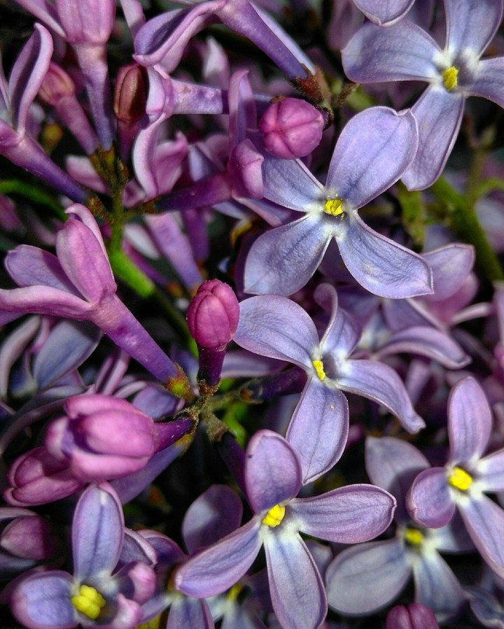 lilac