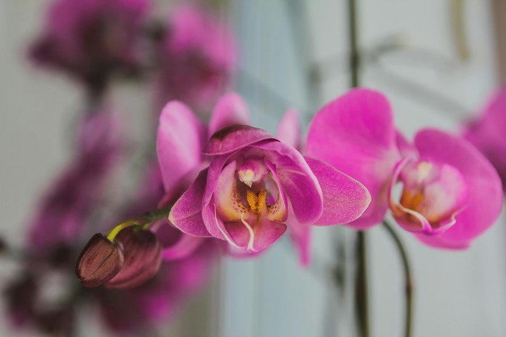 favorite flowers