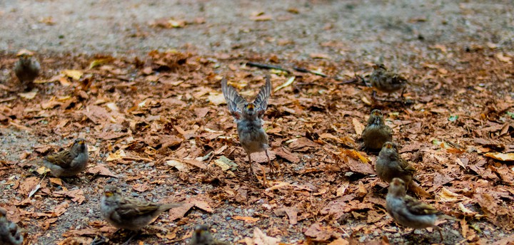 Birds
