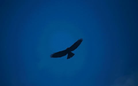 bird