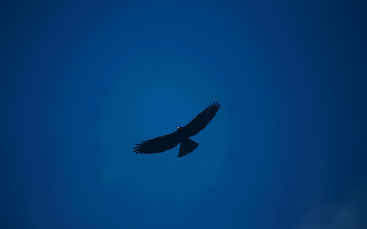 bird