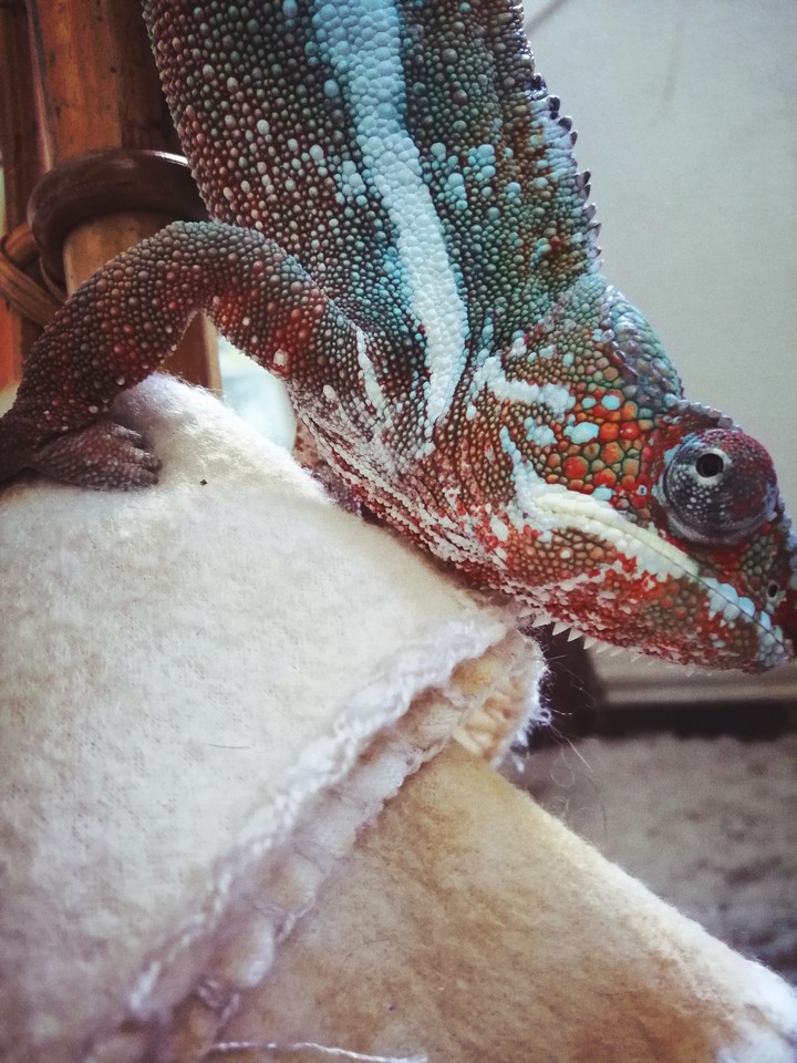 caméléon