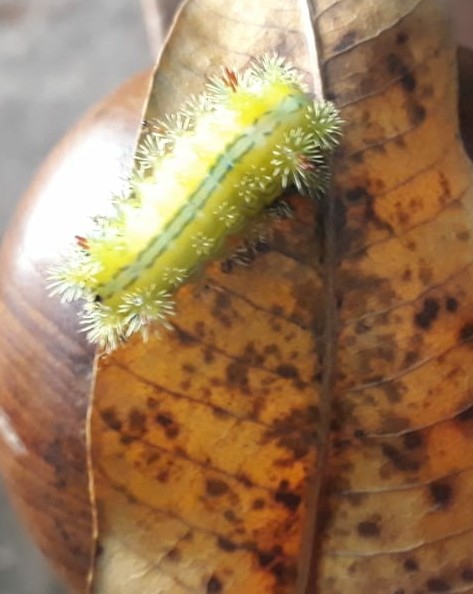 insect