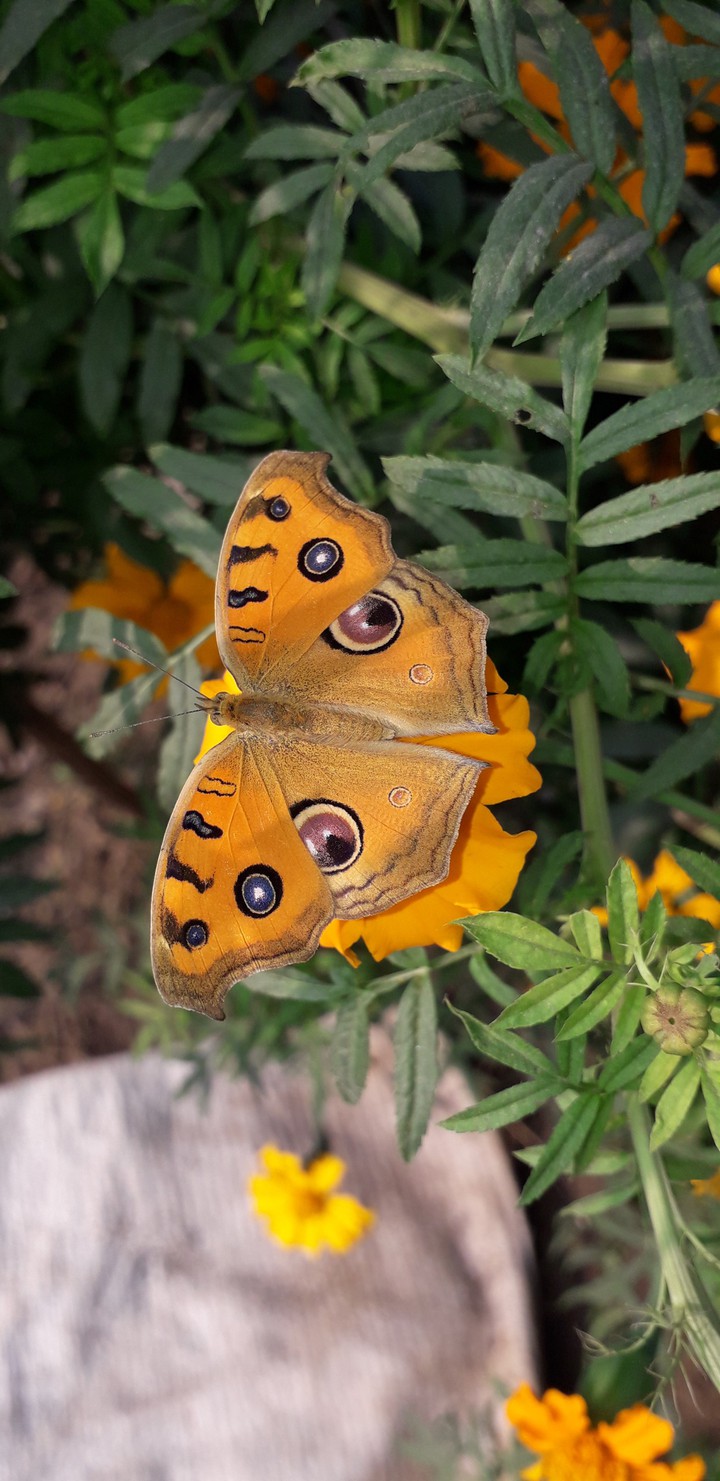 butterfly