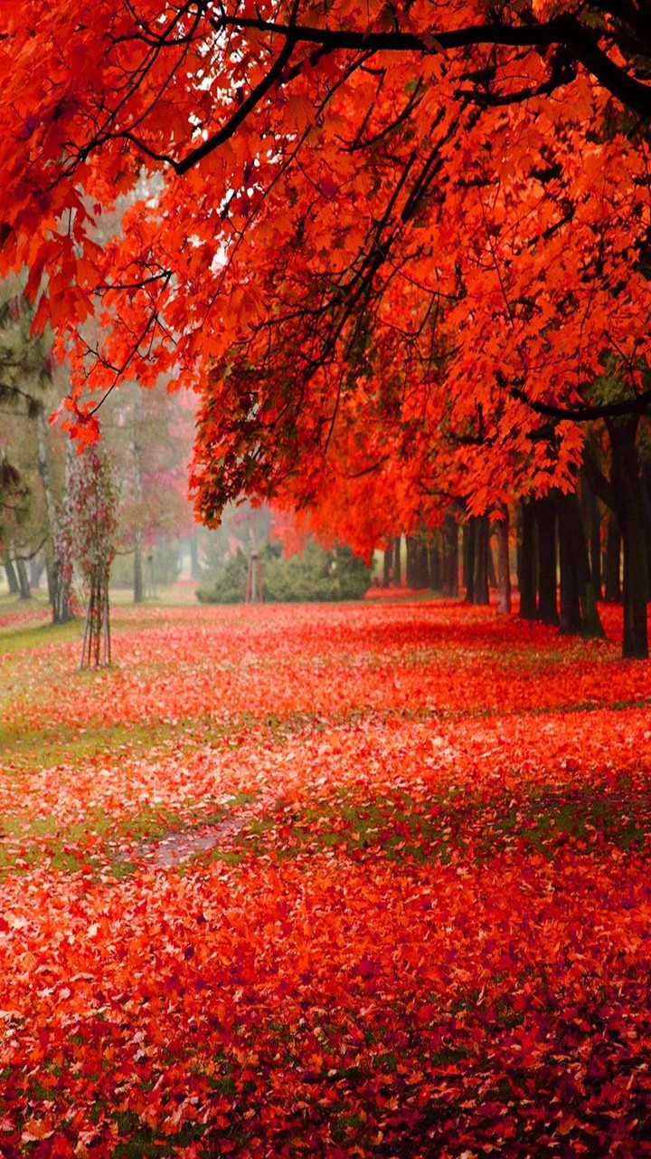Red Autumn