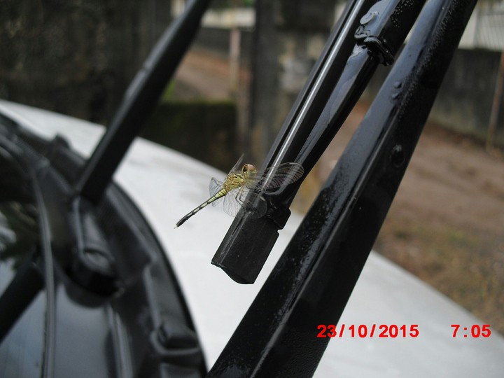 Dragonfly