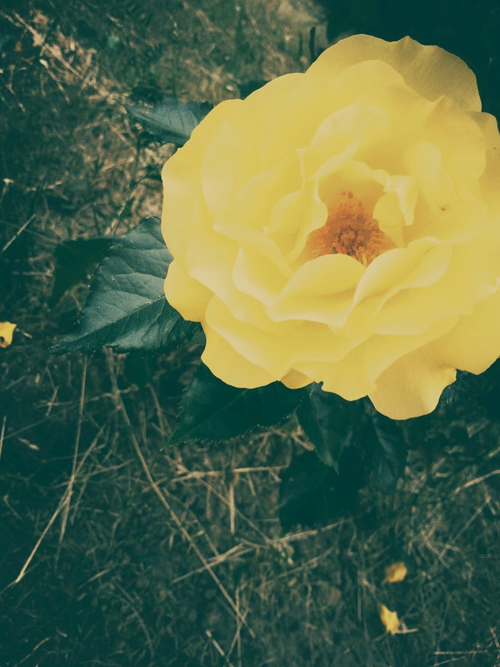 yellow flower