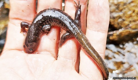 обои plethodontidae, salamander