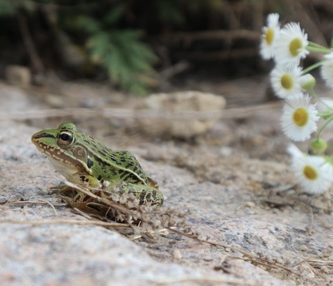 wildlife, eleuths वॉलपेपर