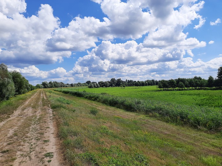 Meadow and way