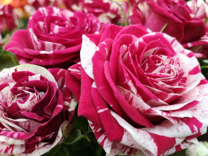 rose