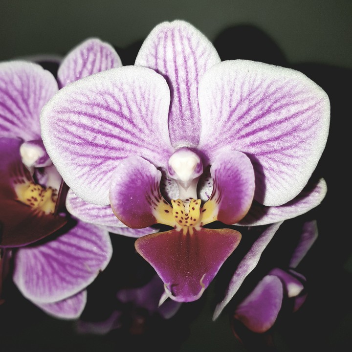 Orchidée