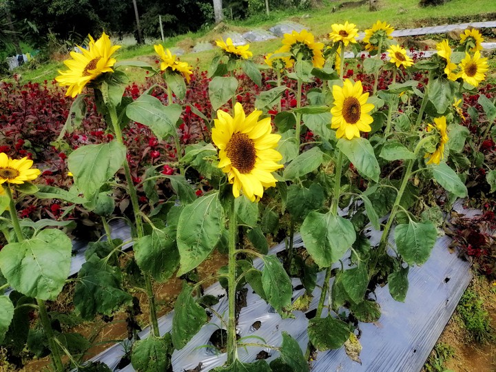 I love flowers