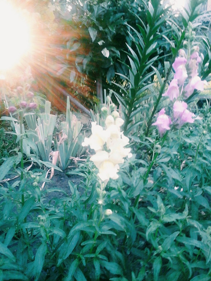 flowers