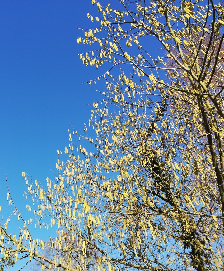 Blau+Gelb