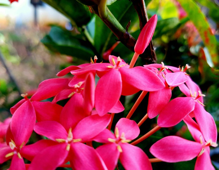 Flower