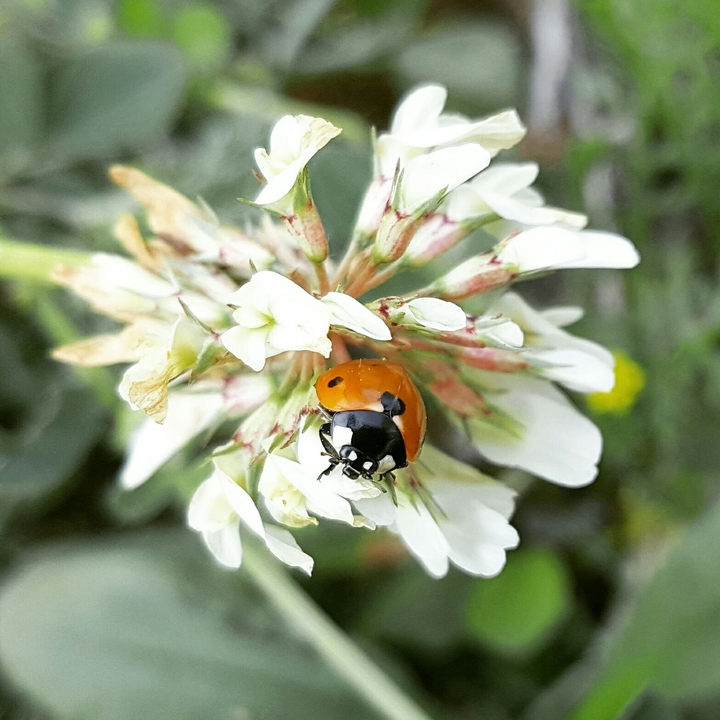 ladybird