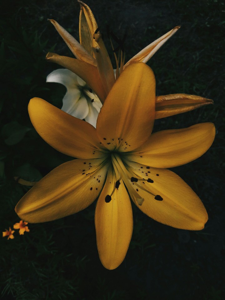lily