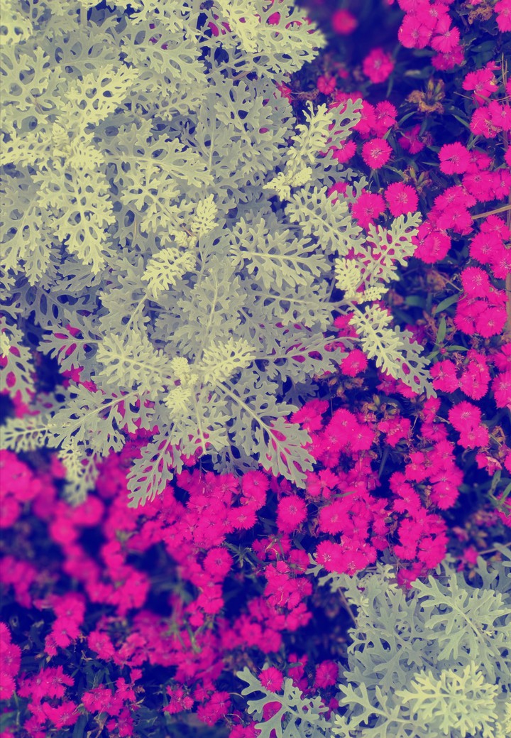 Flowers in park