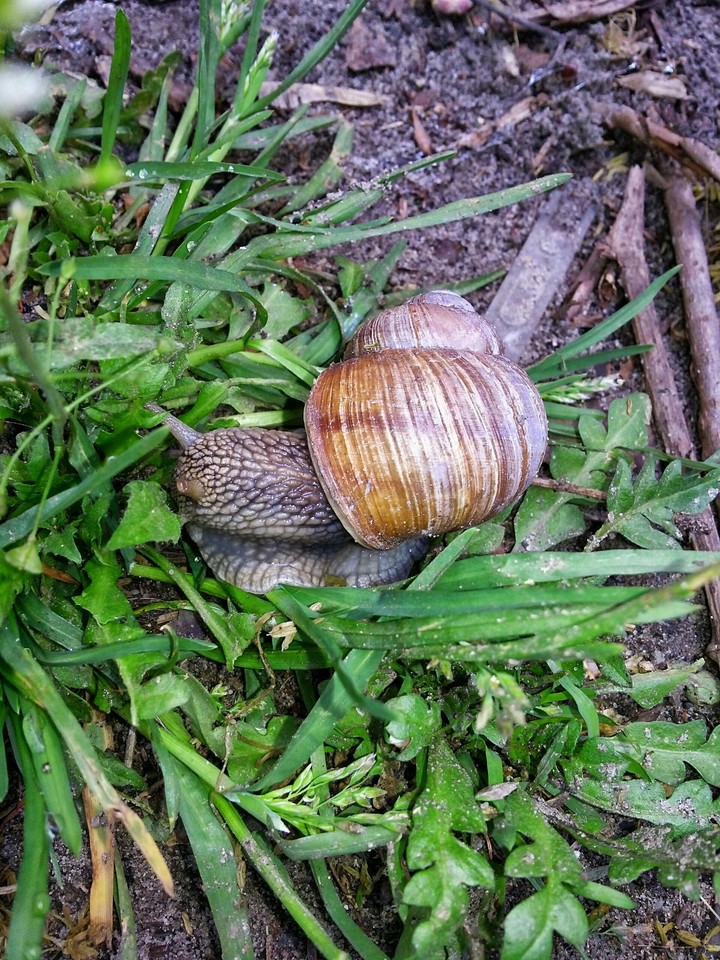 Snail