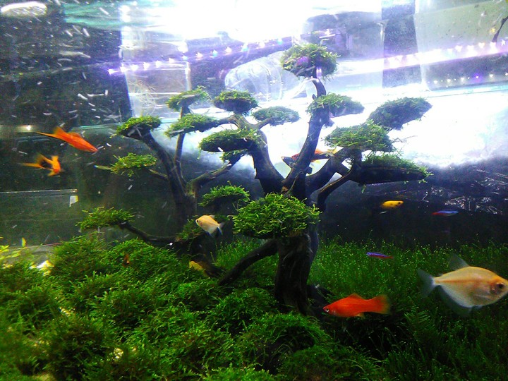 Aquarium