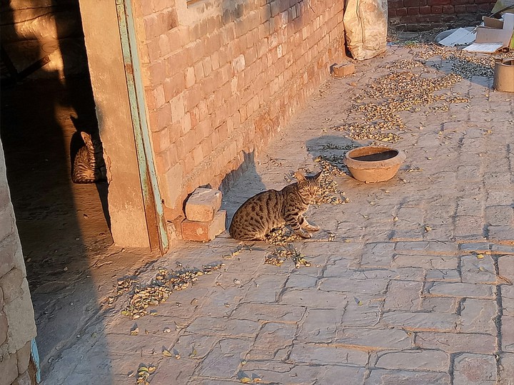 sajid