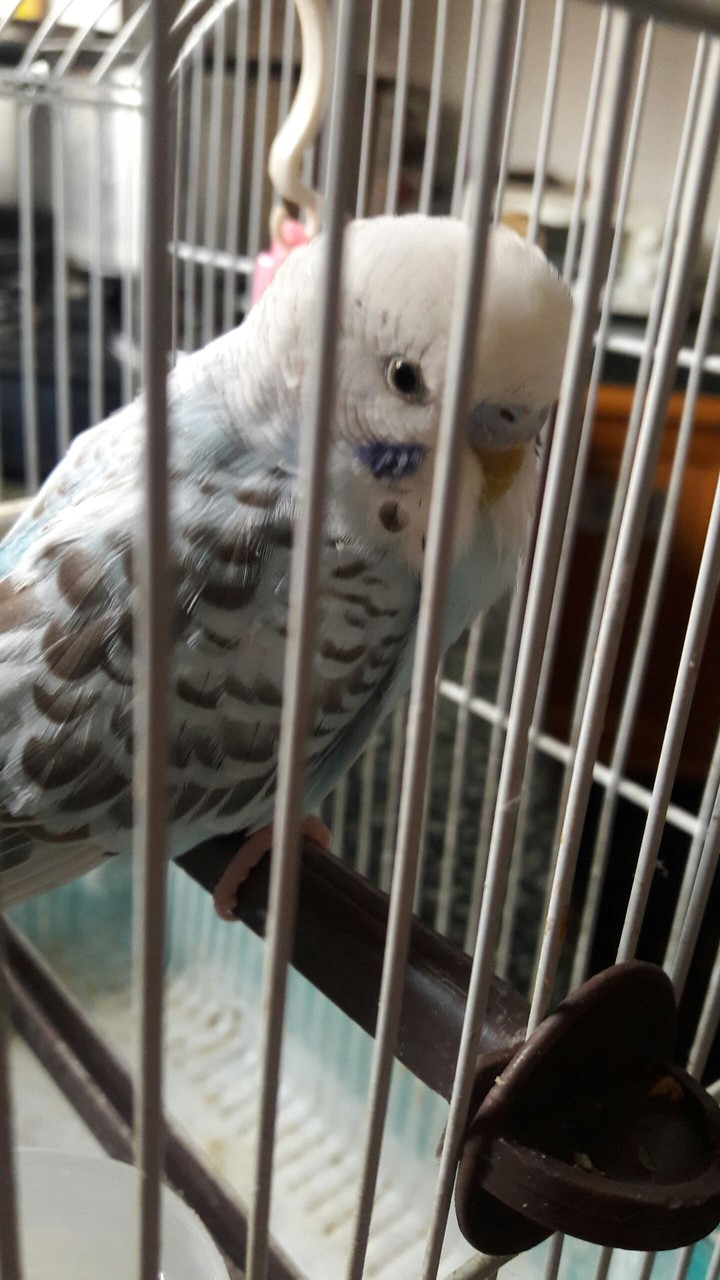 budgie