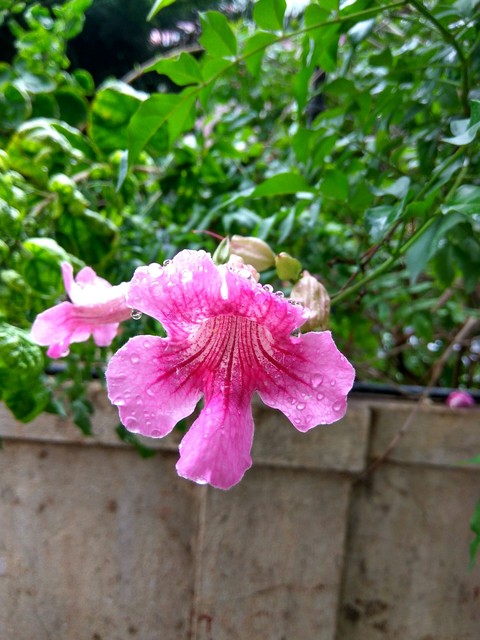 Blossom Flower