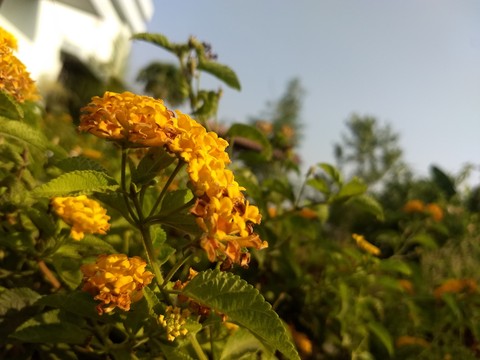 Flower