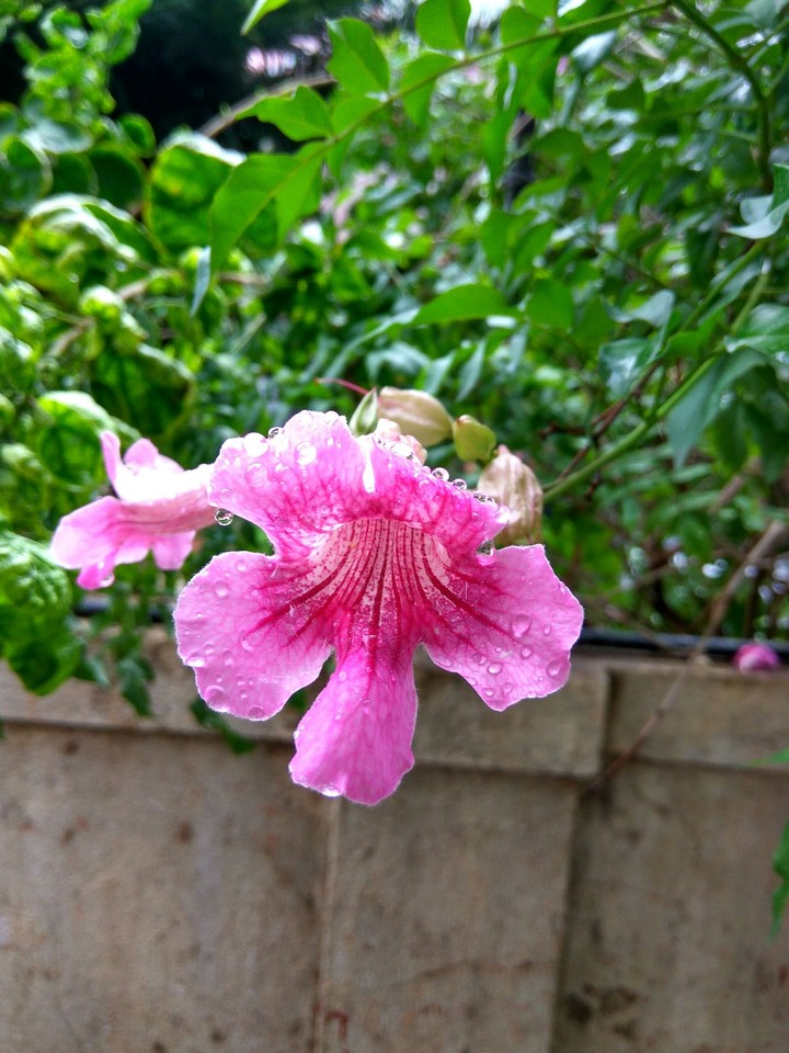Blossom Flower