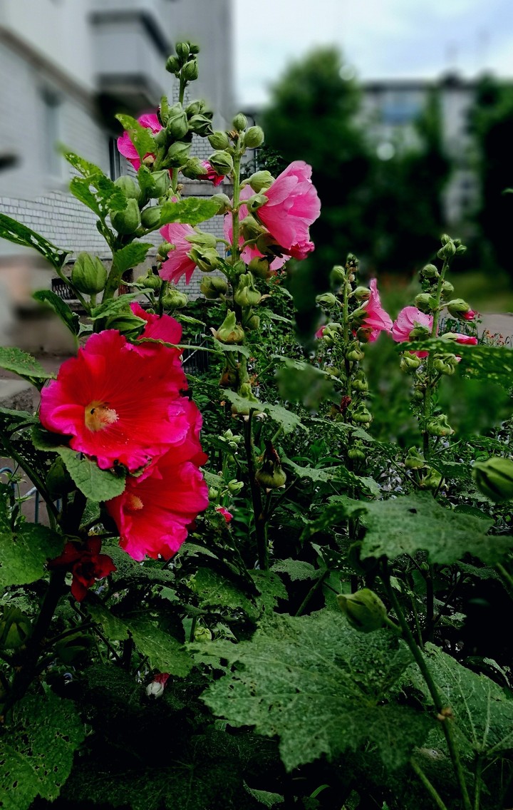 flowers2