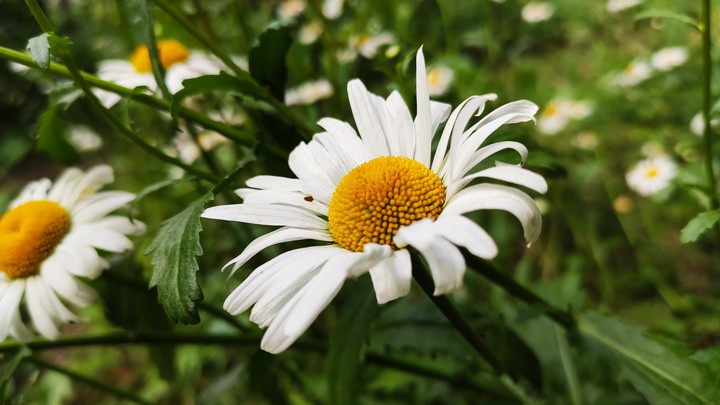 chamomile vibes
