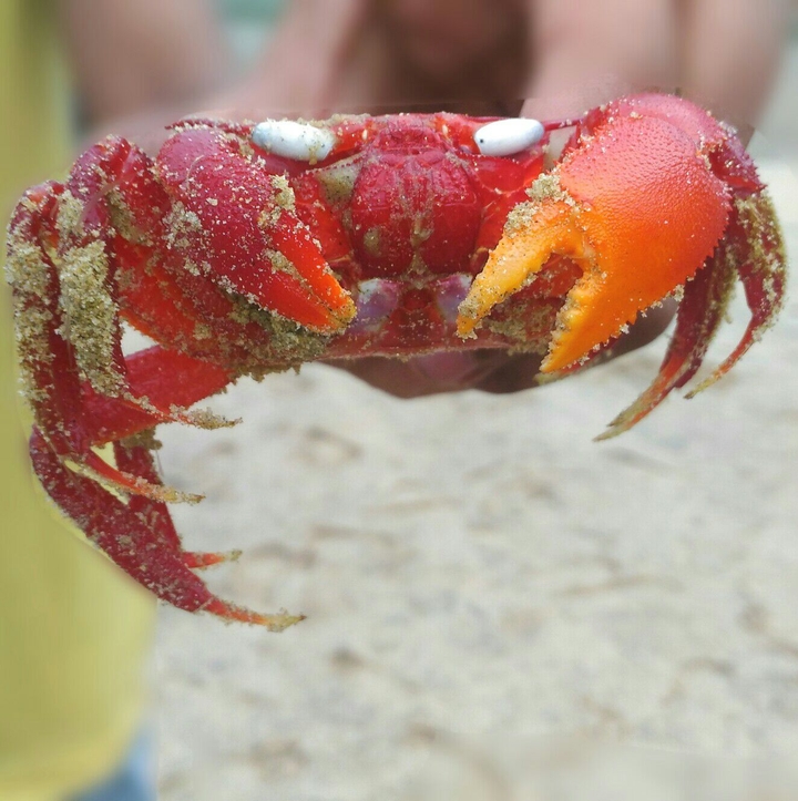 Red Crab