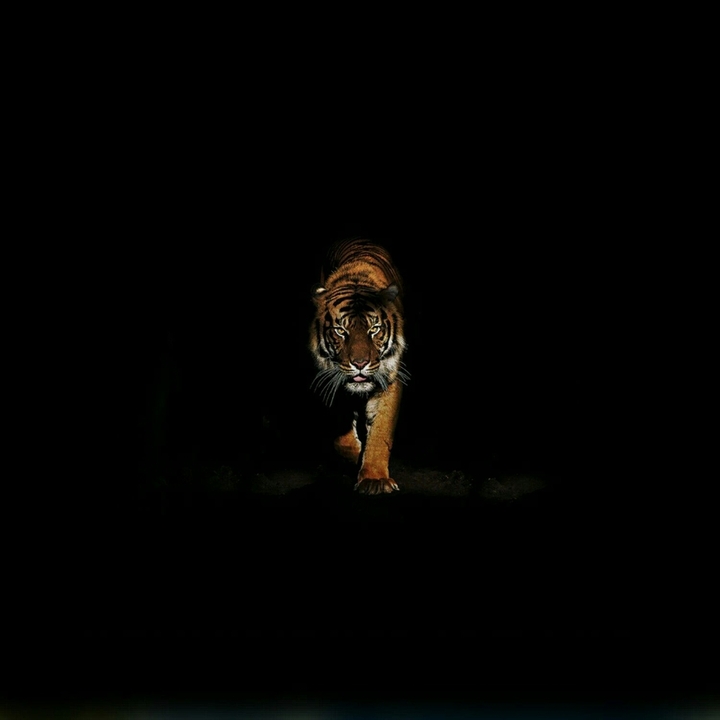 tiger in the dark