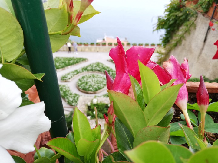 Magenta flower