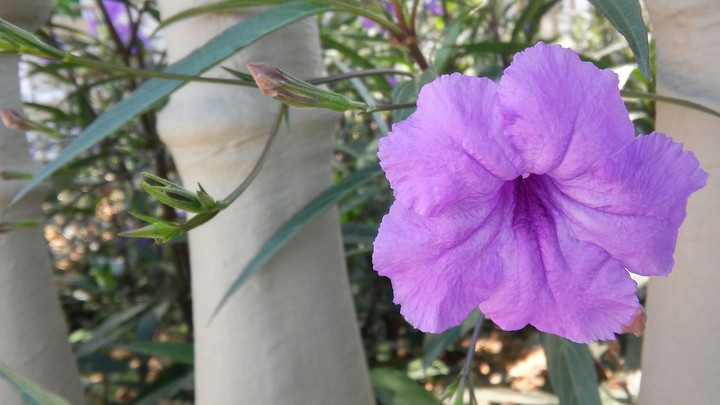 Flores da primavera