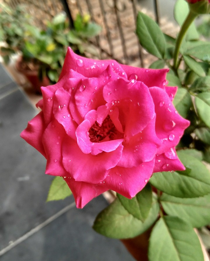 rose