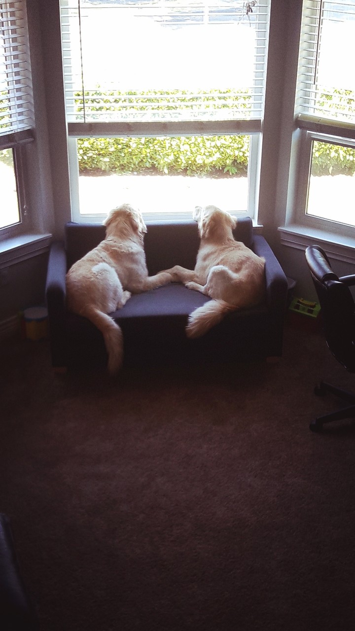 love dogs 