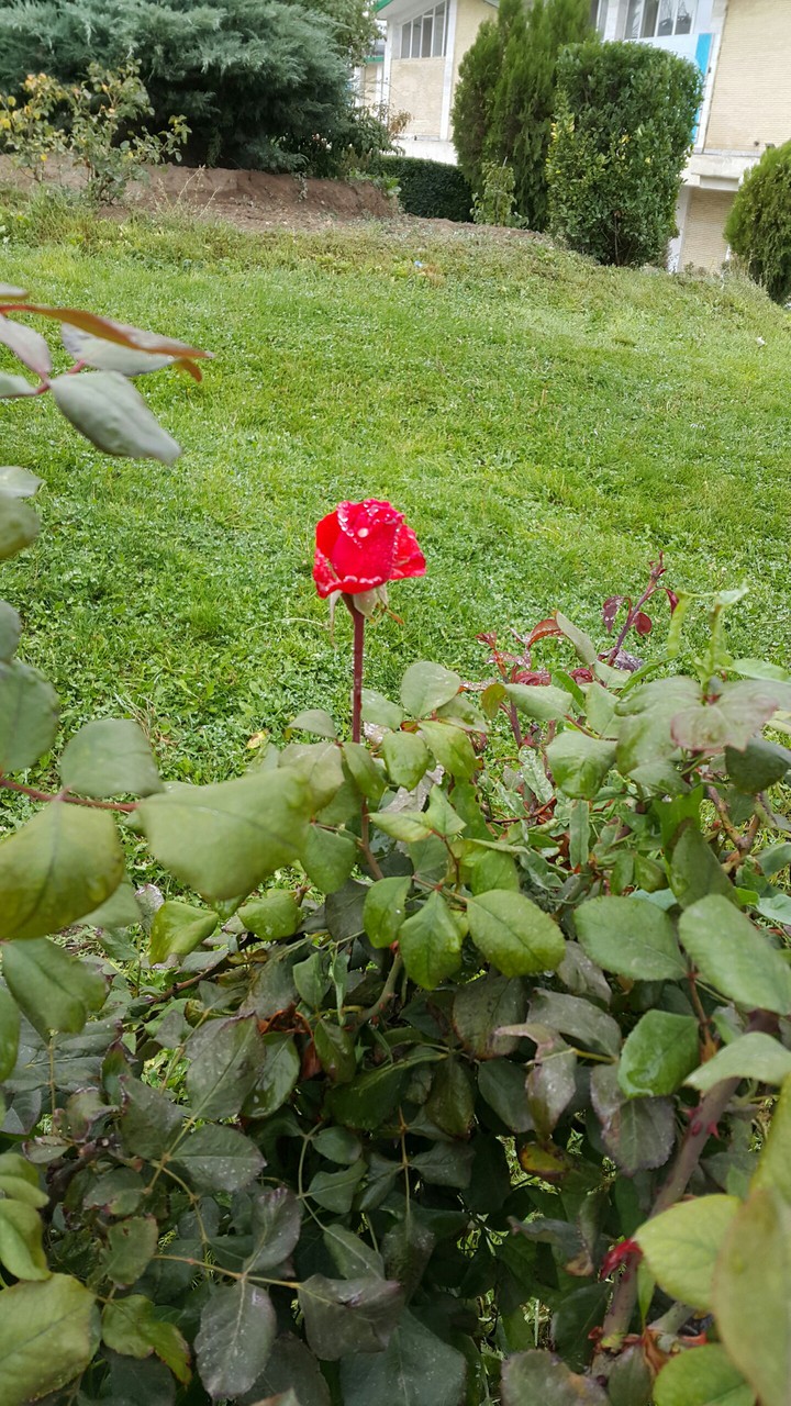 rose