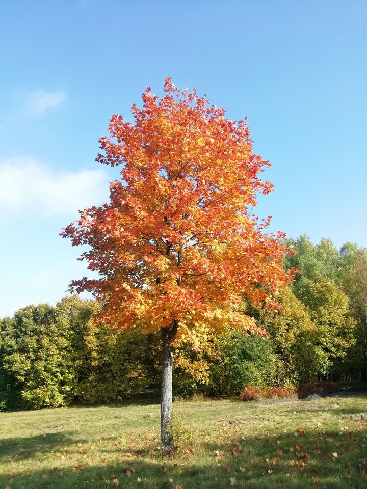 autumn