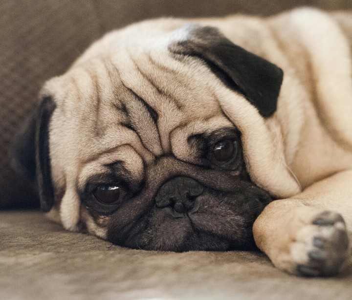 pug