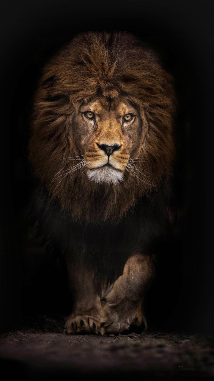 Always King