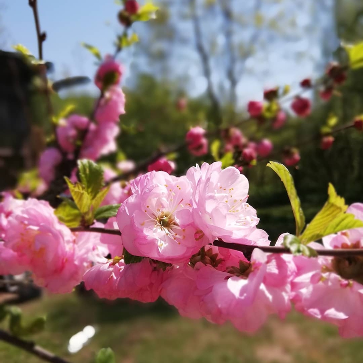 Spring