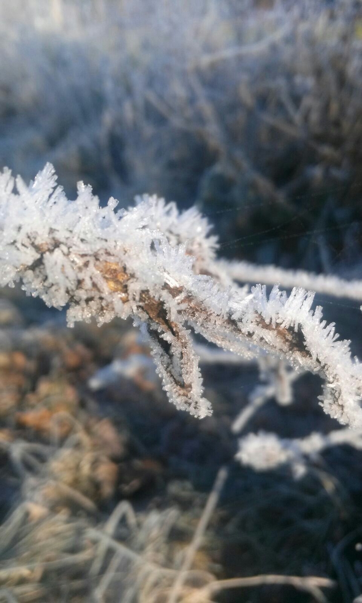 frost
