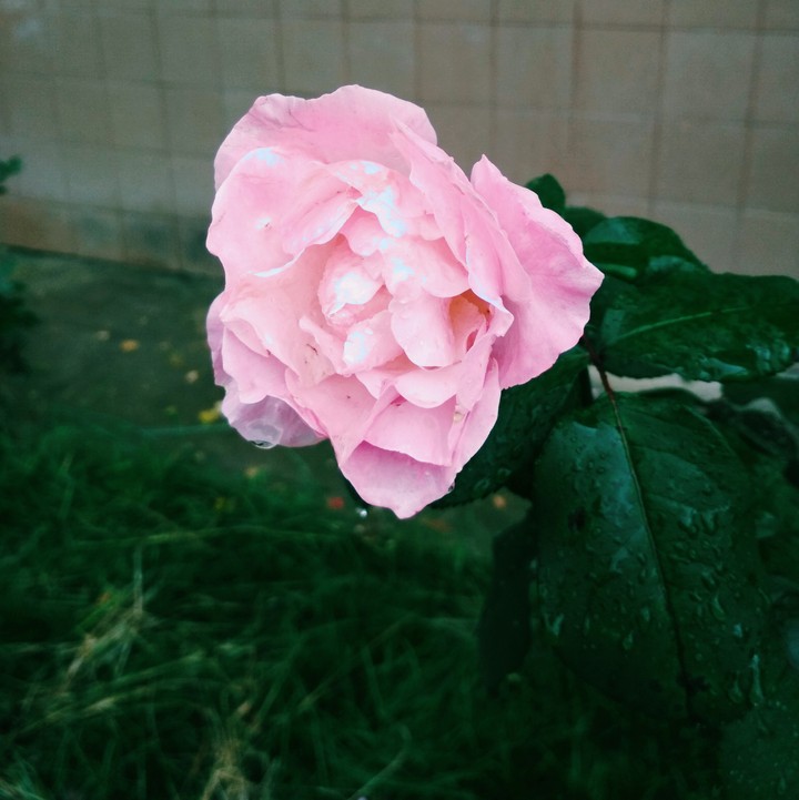 утренняя роза