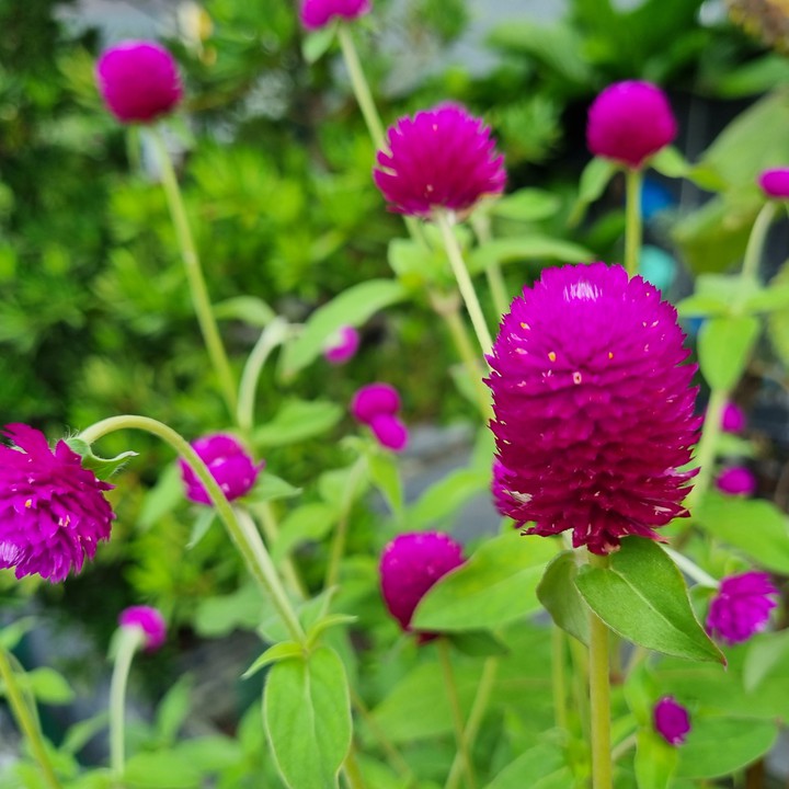 Globe amaranth