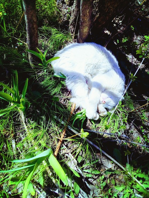 котик