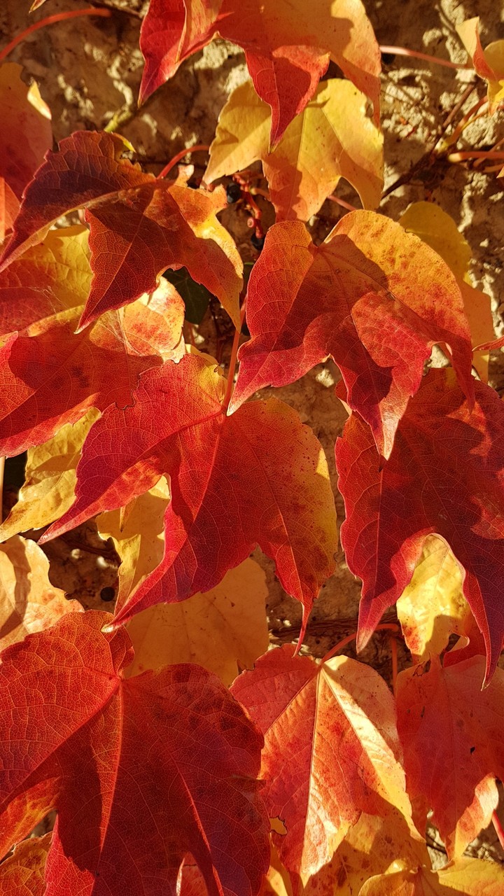 Autumn