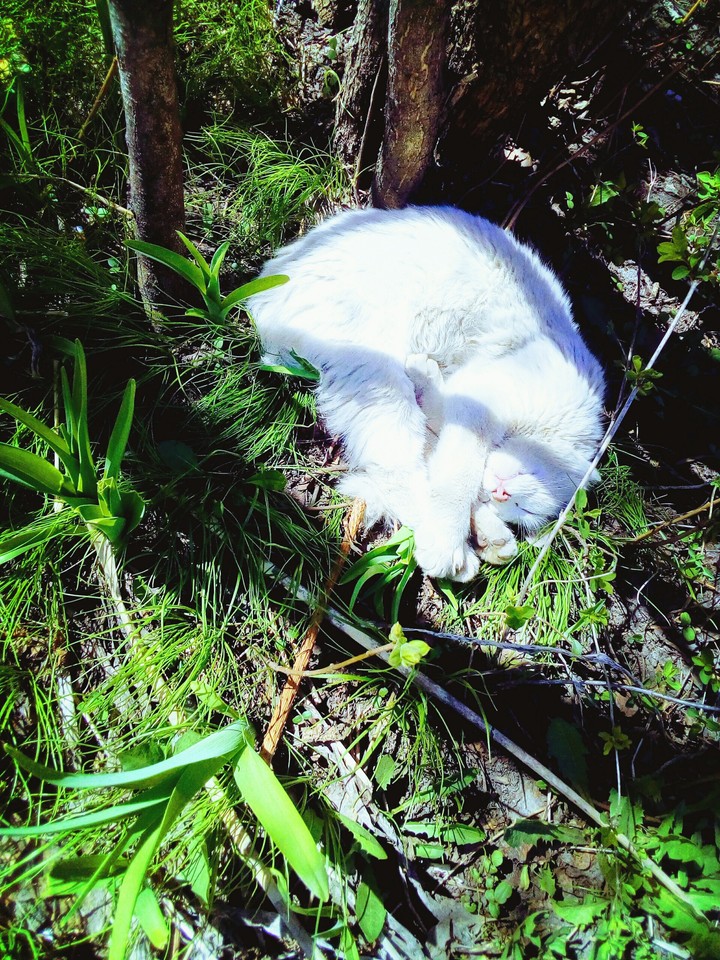 котик